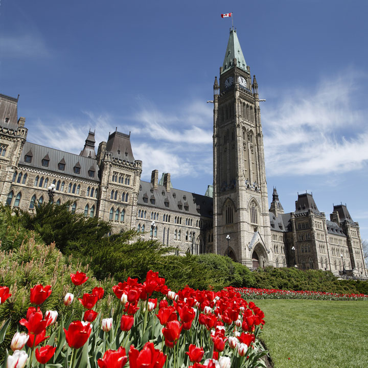 Canadian Parliament building and red tulips