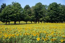 Sunflowers, Nova Scotia, Canada