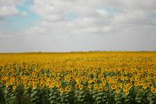 Field of sunflowers, Saskatchewan, Canada