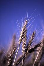 Wheat, Saskatchewan, Canada
