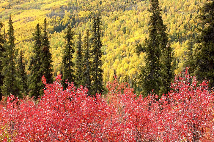 colorful dwarf birch and paper birch