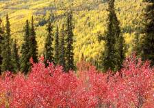 Yukon landscape