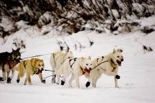 Yukon Quest 2006